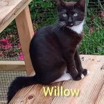 Willow
