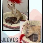 Jeeves