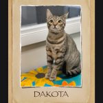 Dakota/adopted