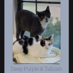 Tallulah and Deep Purple