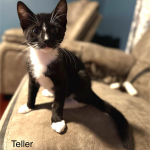 Teller