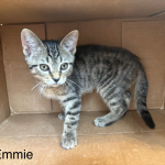 Emmie