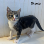 Skettler