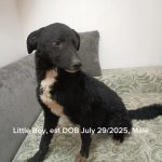 Little Boy