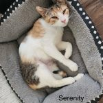 Serenity