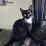 Alpha