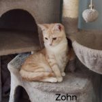 Zohn