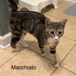 Macchiato