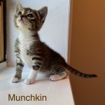 Munchkin