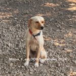 Marva