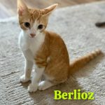Berlioz