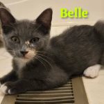 Belle