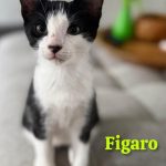 Figaro