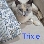 Trixie