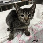 Owen