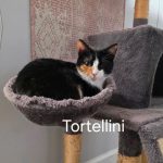 Tortellini