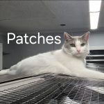 Patches