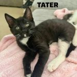 Tater