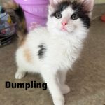 Dumpling
