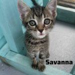 Savanna
