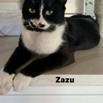 Zazu