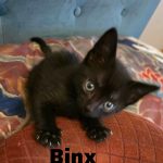 Binx