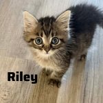 Riley