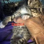 Daniel