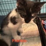 Frankie