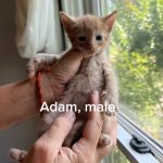 Adam