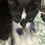 Elvis