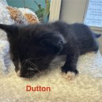 Dutton