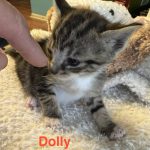 Dolly