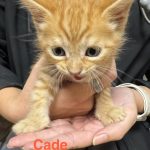 Cade