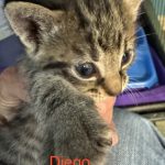 Diego
