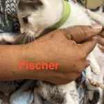 Fisher