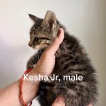 Kesha Jr