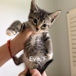 Eva