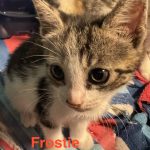 Frostie