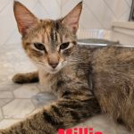Millie/on hold