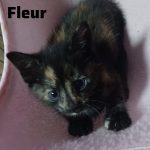 Fleur