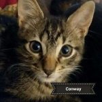 Conway