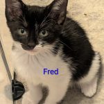 Fred