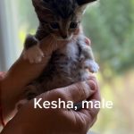 Kesha
