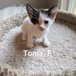 Tonia