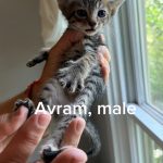 Avram
