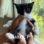 Quazy