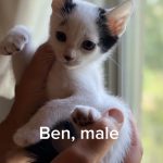 Ben
