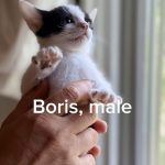 Boris