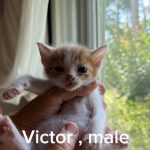 Victor